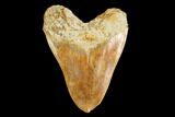 Serrated, Fossil Megalodon Tooth With Pathological Tip! #148967-1